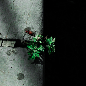 99在线精品视频
